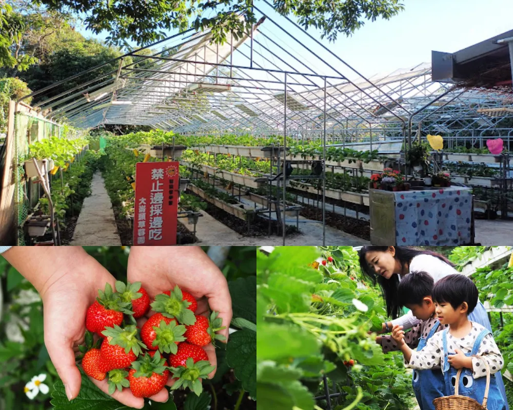 ⼤崙頭草莓園