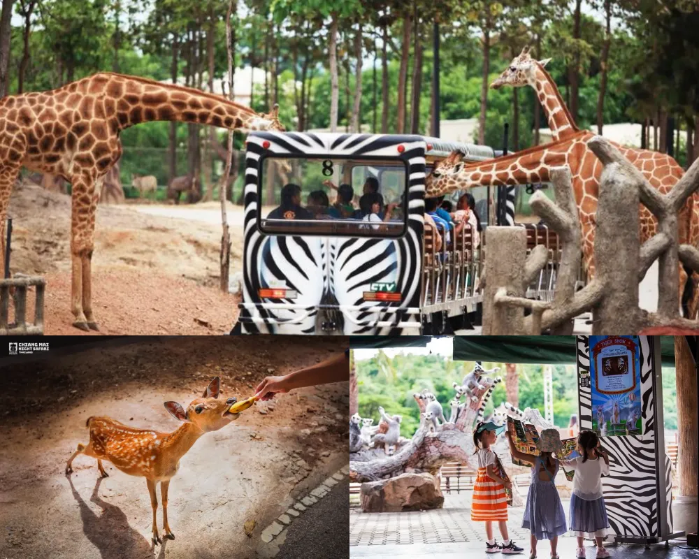 清邁夜間動物園