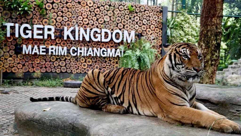 老虎王國 Tiger Kingdom