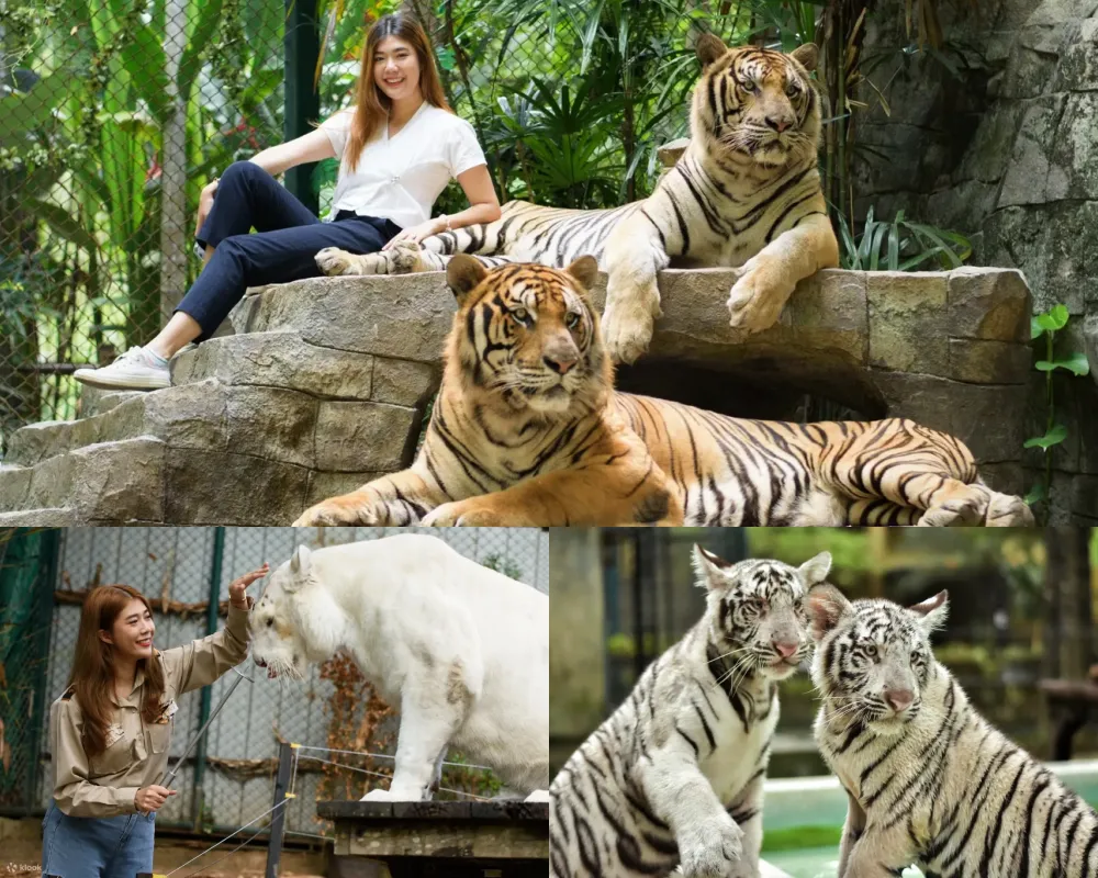 老虎王國 Tiger Kingdom