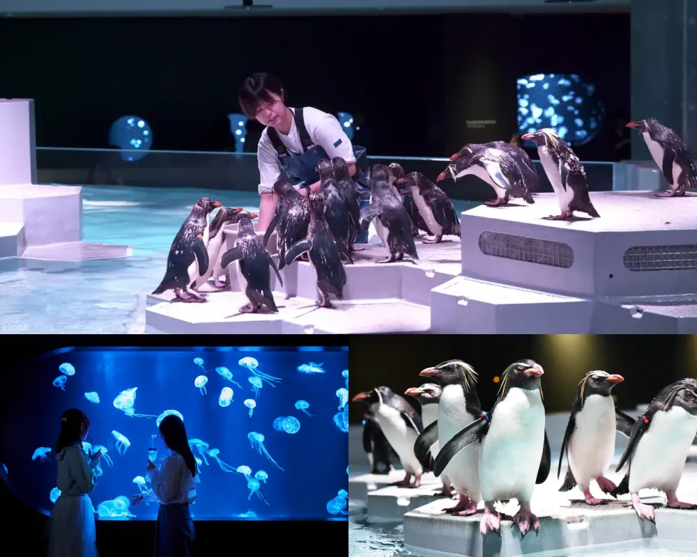 AOAO SAPPORO水族館