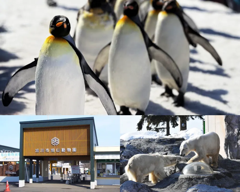 旭山動物園
