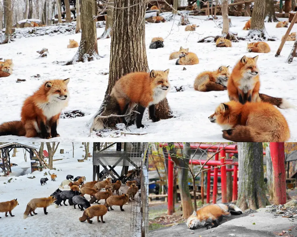 藏王狐狸村