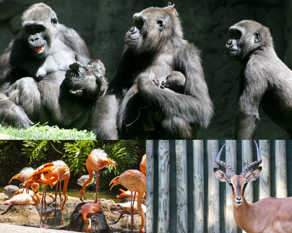 巴塞隆納動物園