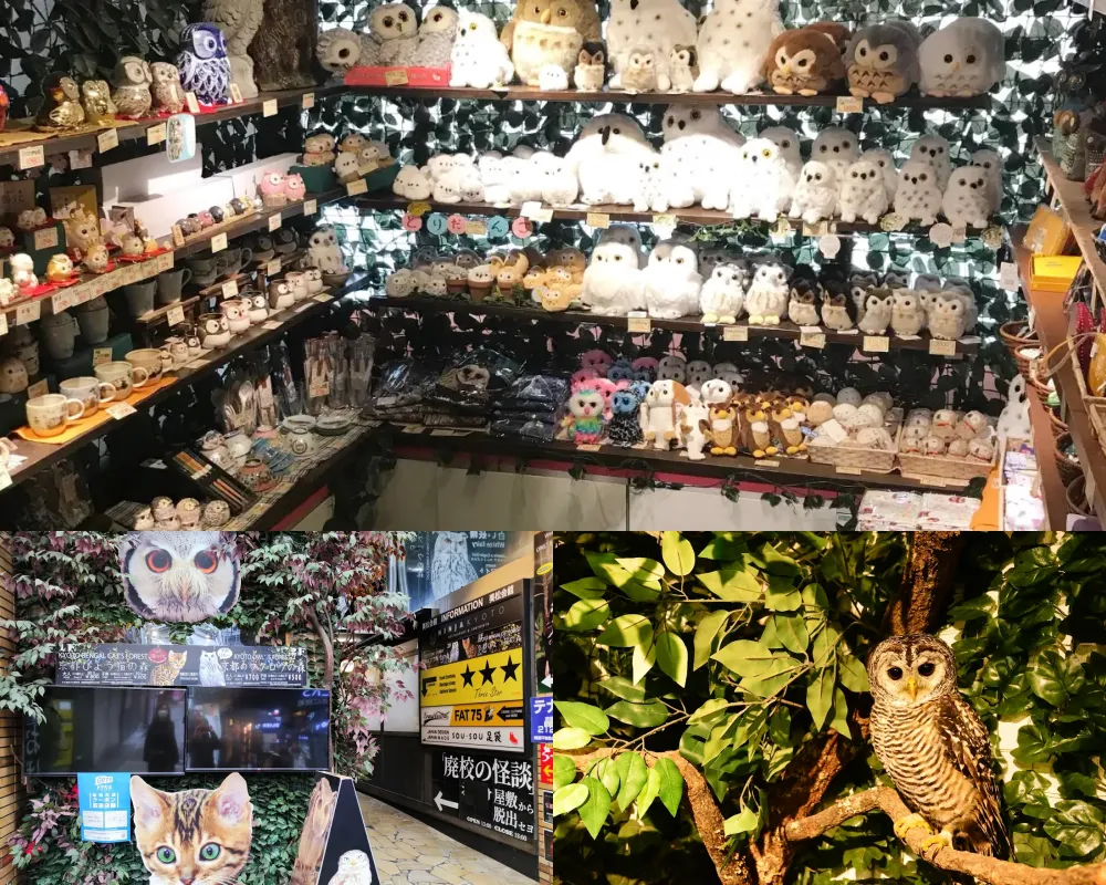 京都貓頭鷹之森