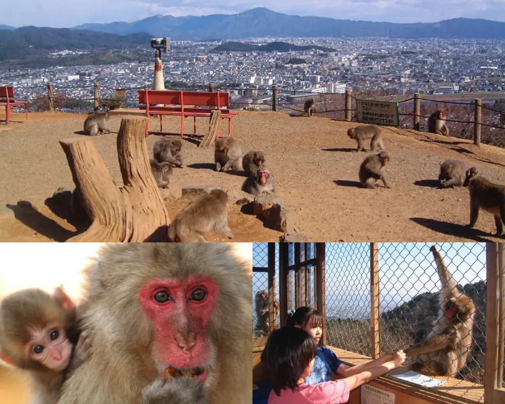 嵐山猴子公園