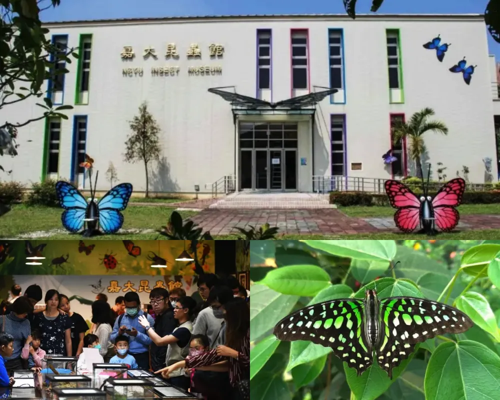 嘉義大學昆蟲館