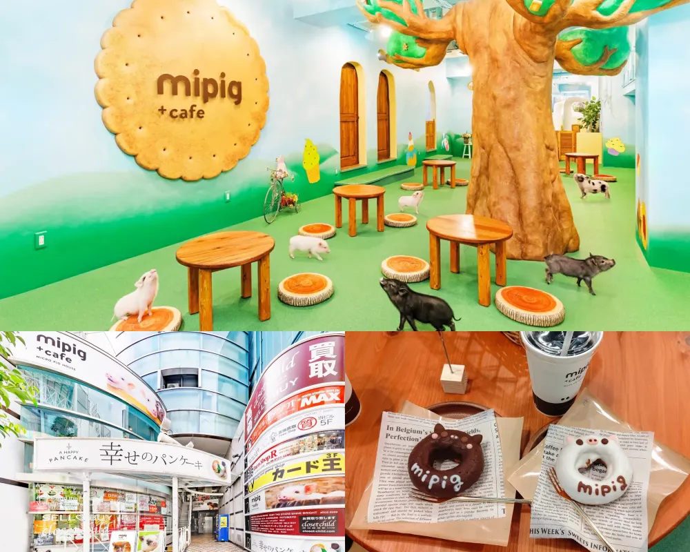 mipig cafe