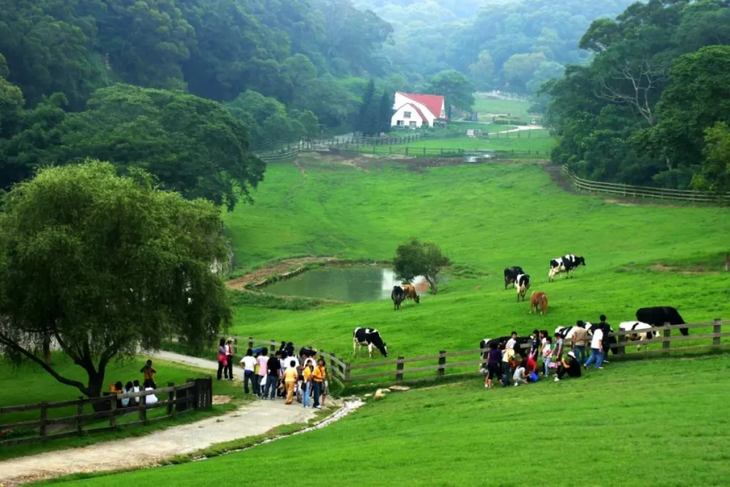 飛牛牧場